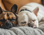 how to maintain good indoor air quality with pets