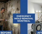 top emergency mold removal companies in montreal